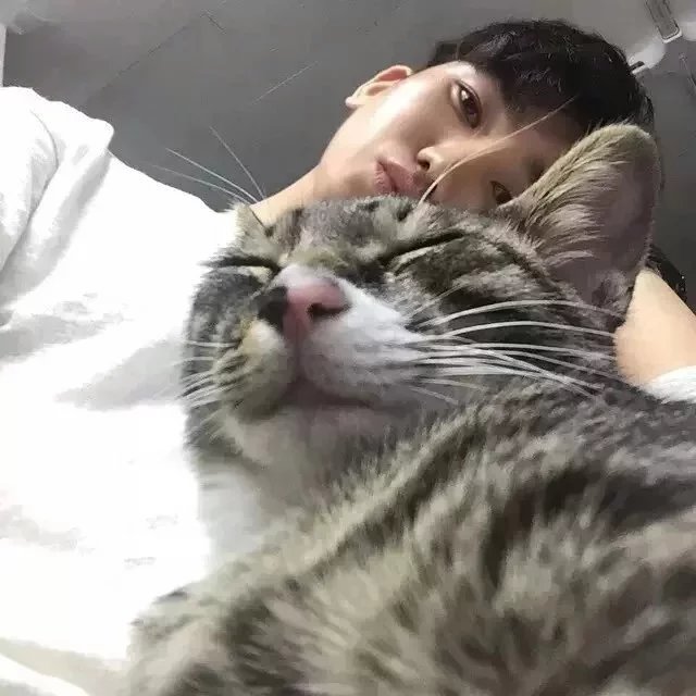 甄松菊凤